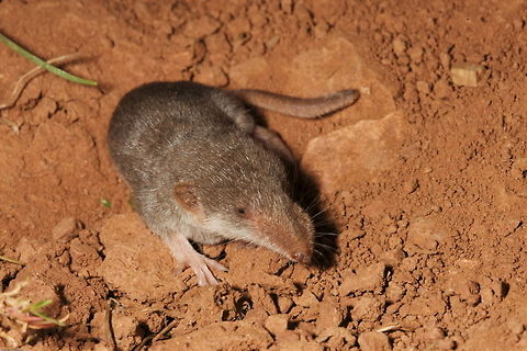 Etruscan shrew